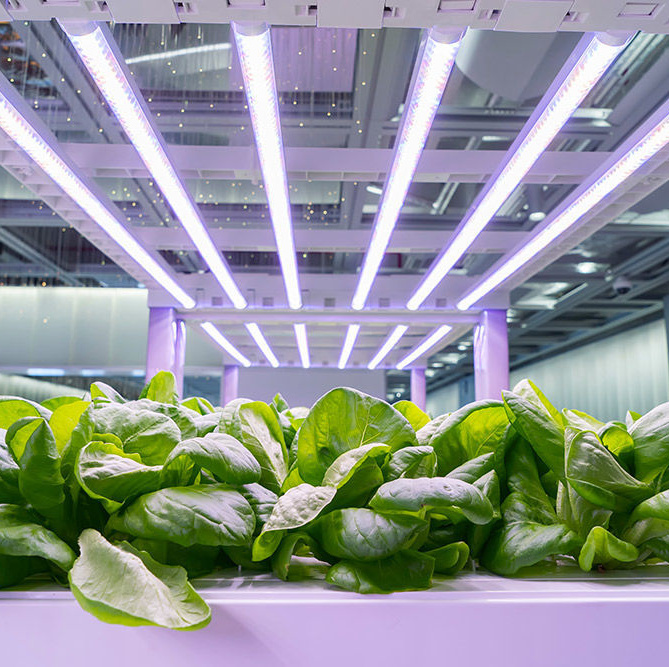 植物工場